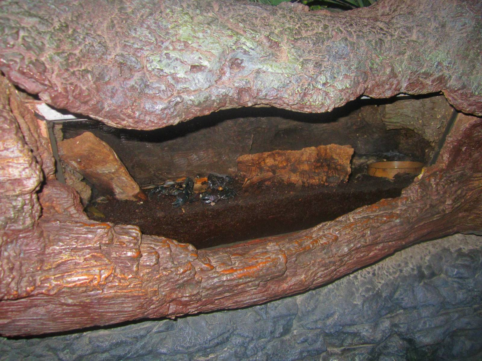 Jun. 2013 - Jungle Trails - Emperor Scorpion Exhibit