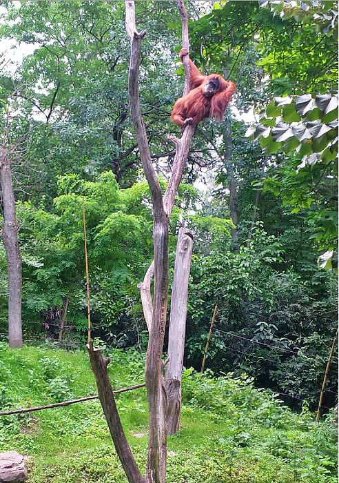 Jun. 2013 - Jungle Trails - Lana