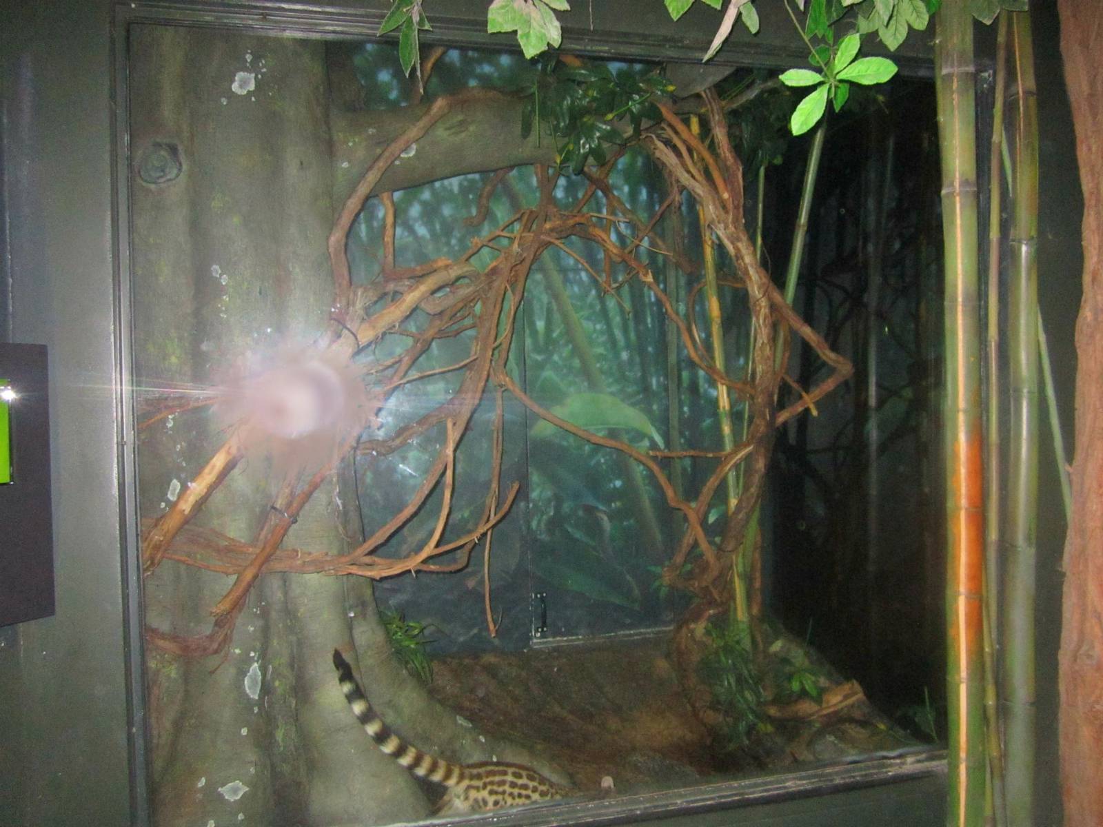 Jun. 2013 - Jungle Trails - Large-spotted Genet Exhibit