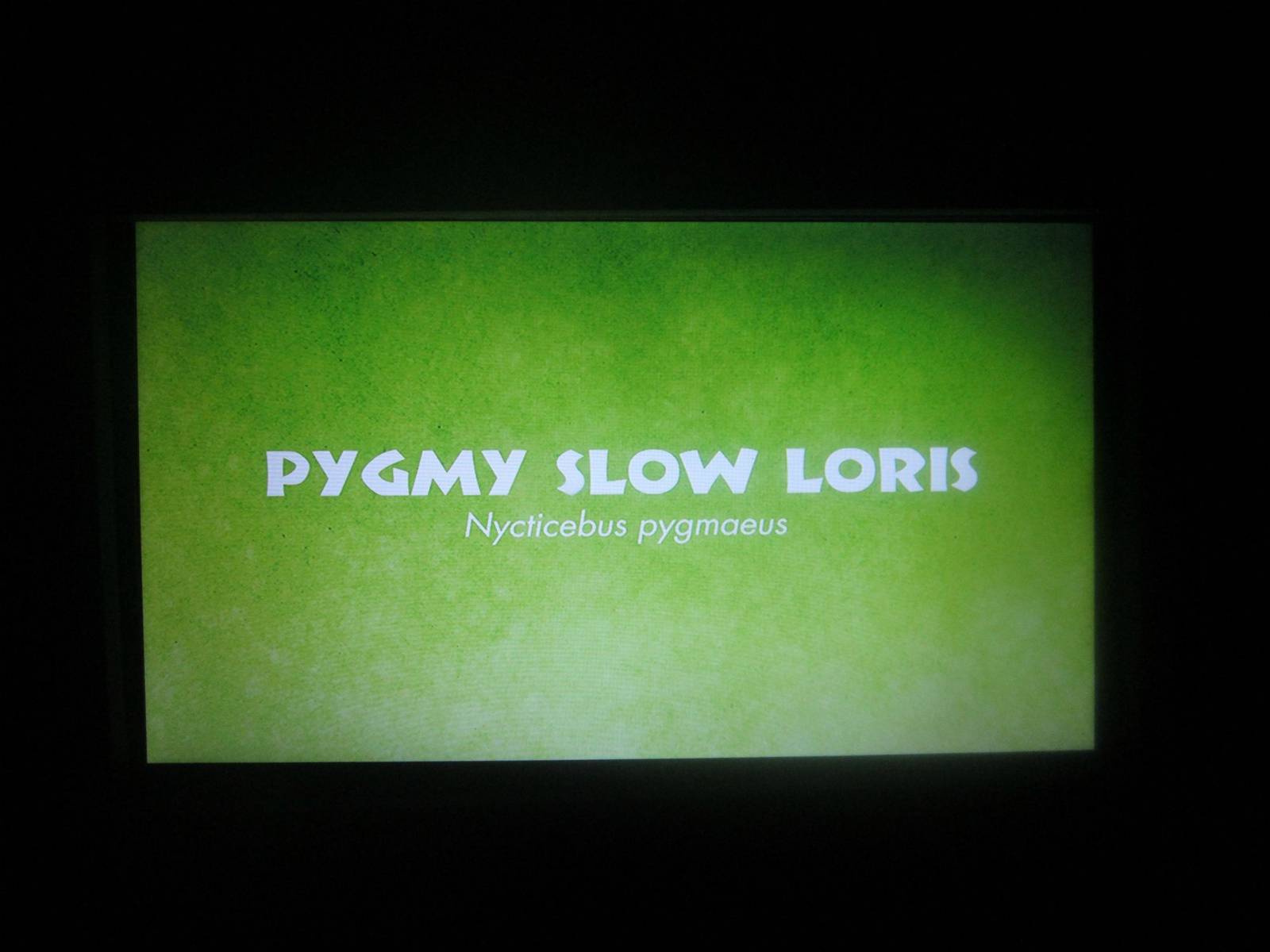 Jun. 2013 - Jungle Trails - New Electronic Loris Sign