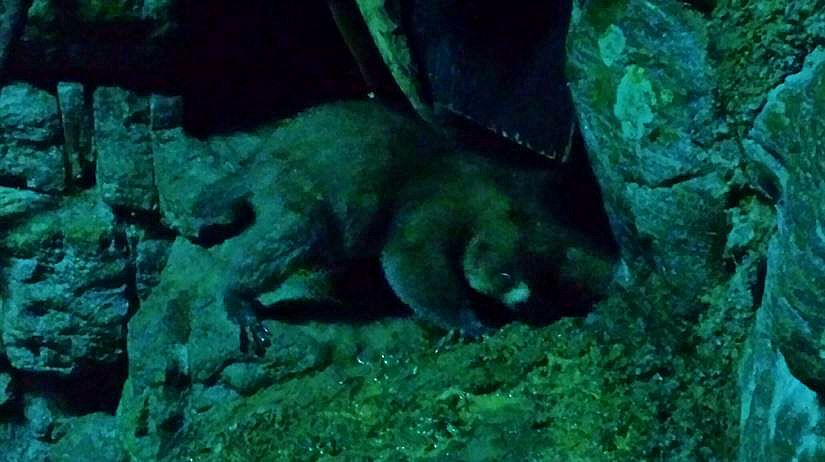 Jun. 2013 - Jungle Trails - Potto