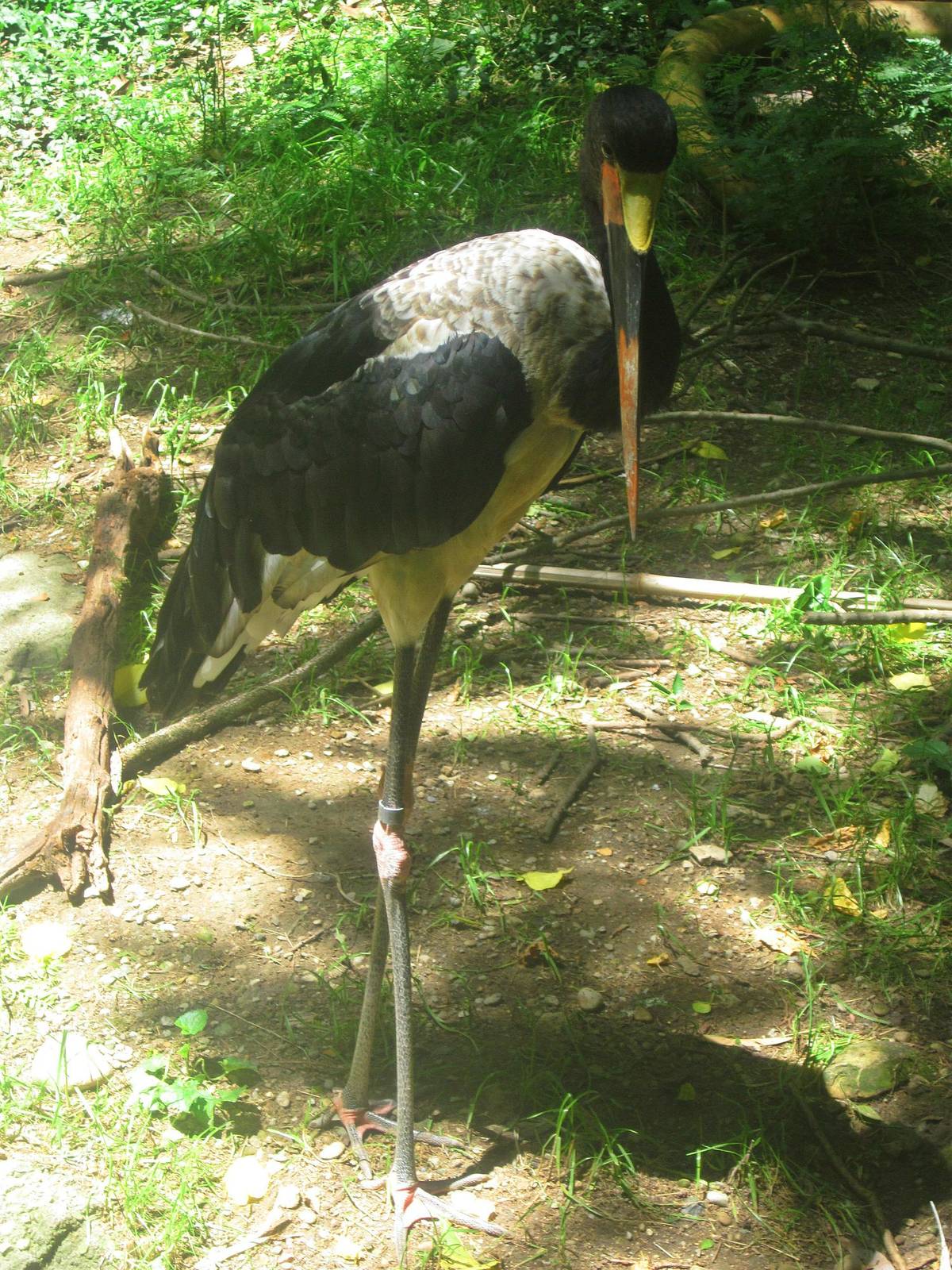 Jun. 2013 - Jungle Trails - Saddle-billed Stork