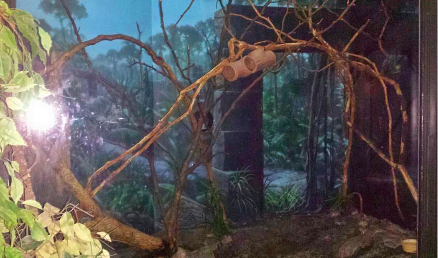 Jun. 2013 - Jungle Trails - Sugar Glider Exhibit