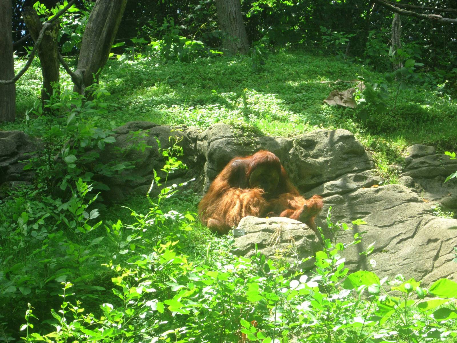 Jun. 2013 - Jungle Trails - Sumatran Orangutan