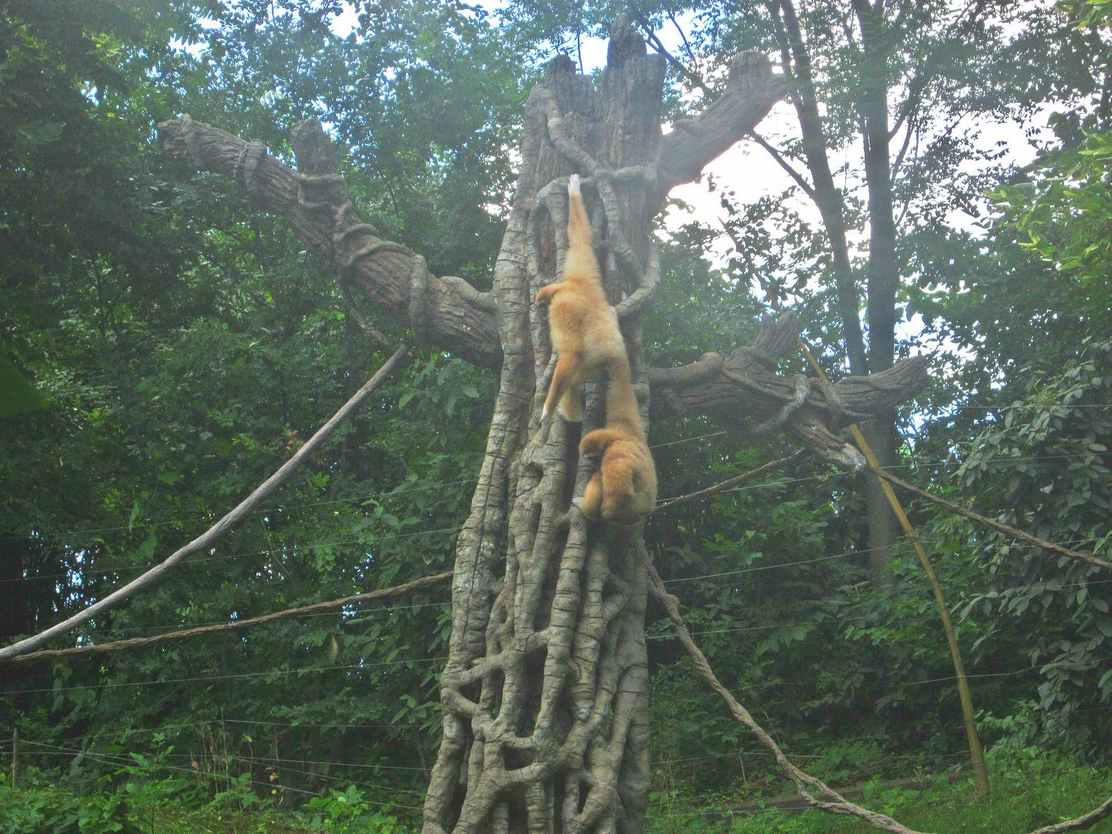 Jun. 2013 - Jungle Trails - White-handed Gibbons