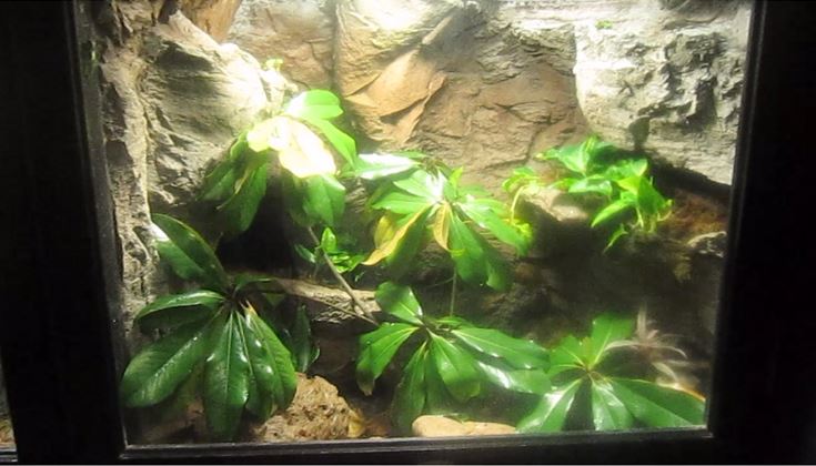 Jun. 2013 - Manatee Springs - Brown Anole + Green Tree Frog Exhibit