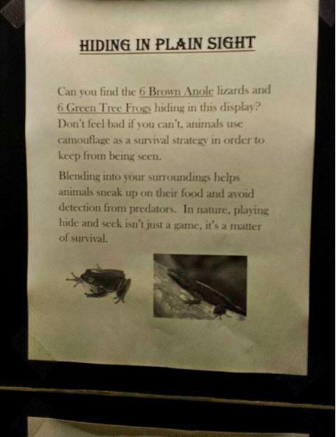 Jun. 2013 - Manatee Springs - New Brown Anole + Green Tree Frog Sign