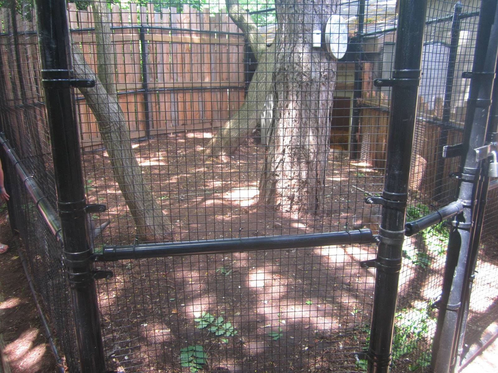 Jun. 2013 - New Wallaby Exhibit
