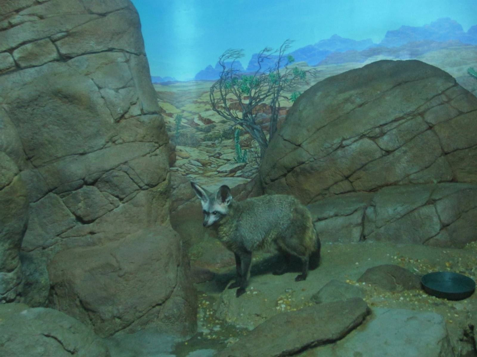 Jun. 2013 - Night Hunters - Bat-eared Fox