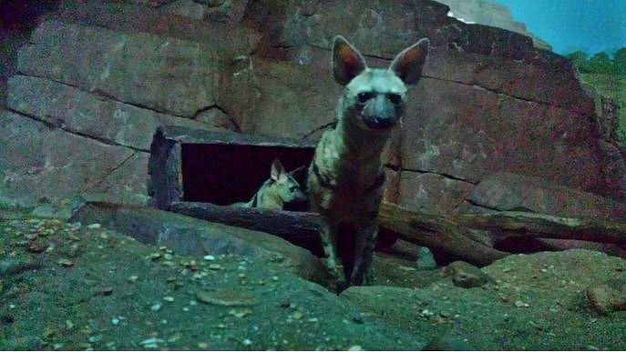 Jun. 2013 - Night Hunters - East African Aardwolves