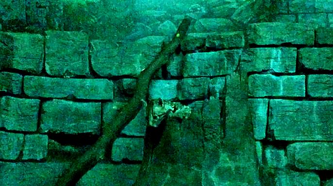 Jun. 2013 - Night Hunters - Southern Brazilian Ocelot Kitten