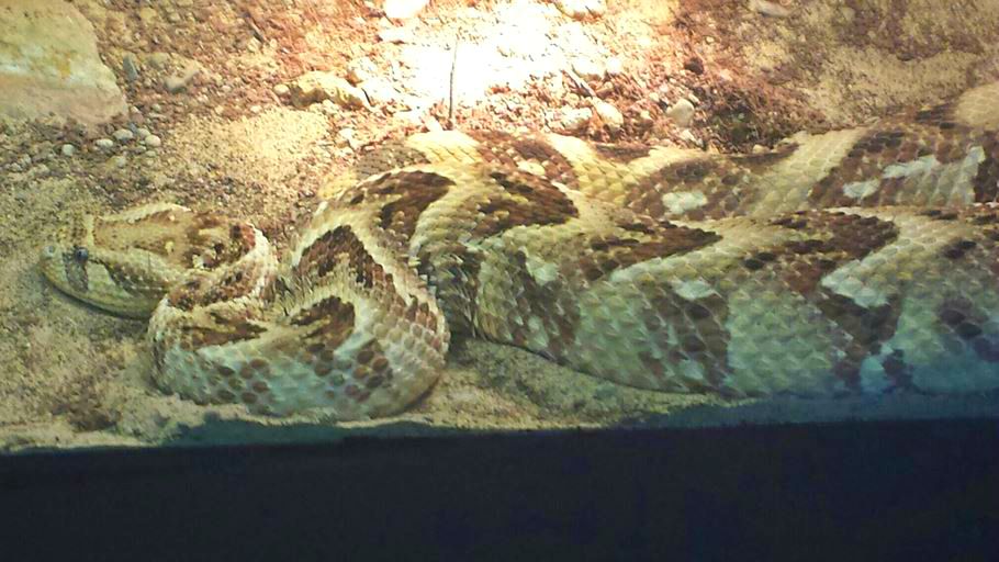 Jun. 2013 - Reptile House - African Puff Adder