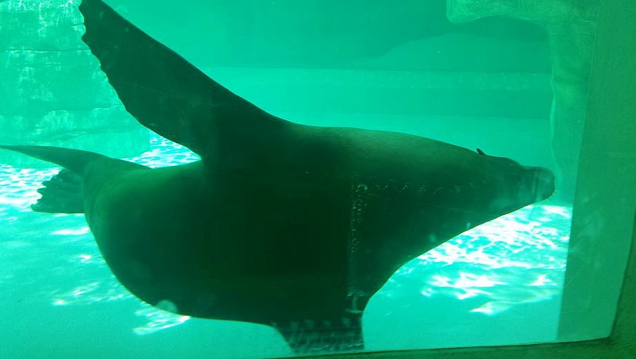 Jun. 2013 - Sea Lion Falls - California Sea Lion