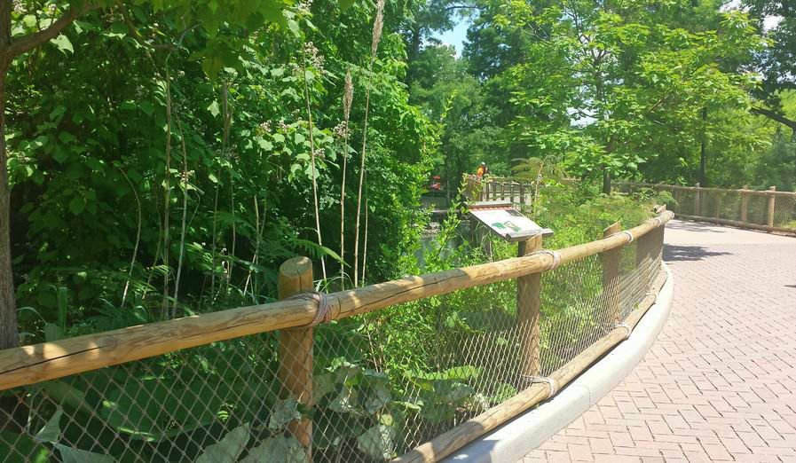 Jun. 2013 - Swan Lake - Red-crowned Crane Exhibit Viewing