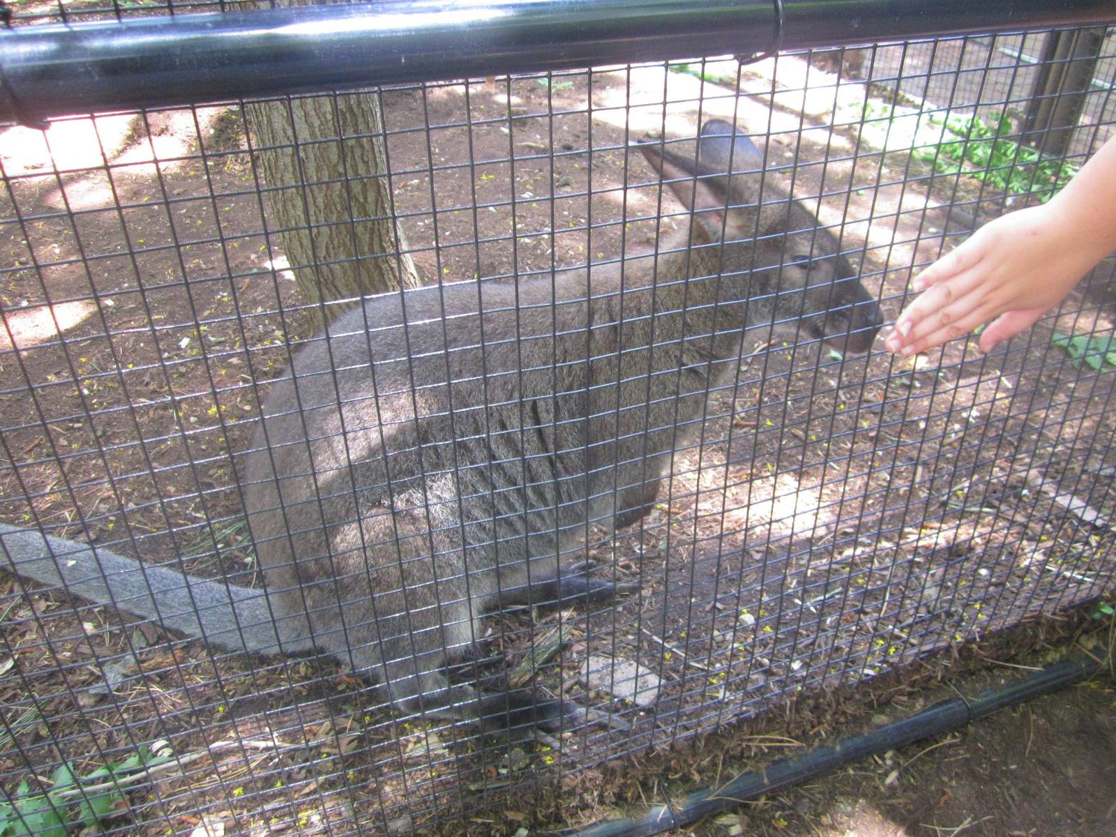 Jun. 2013 - Wallaby Exhibit - Bennett's Wallaby