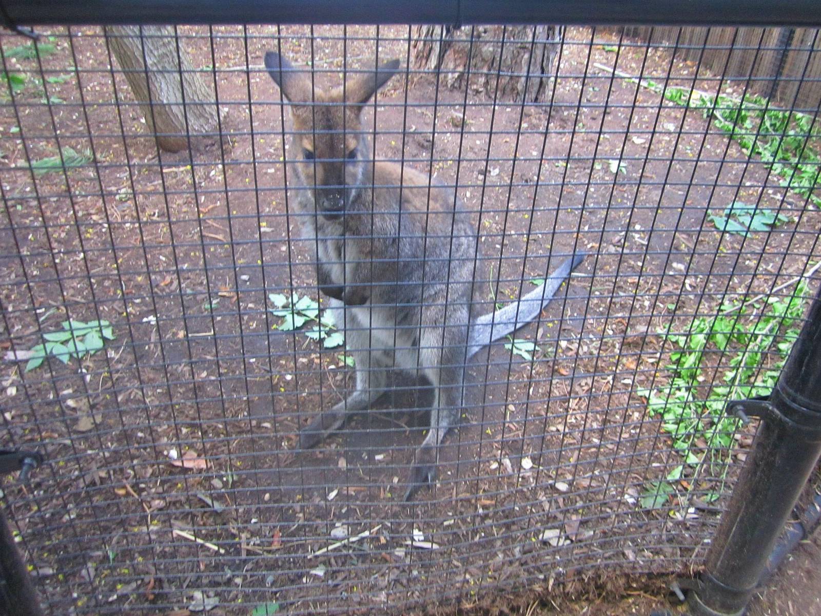Jun. 2013 - Wallaby Exhibit - Bennett's Wallaby