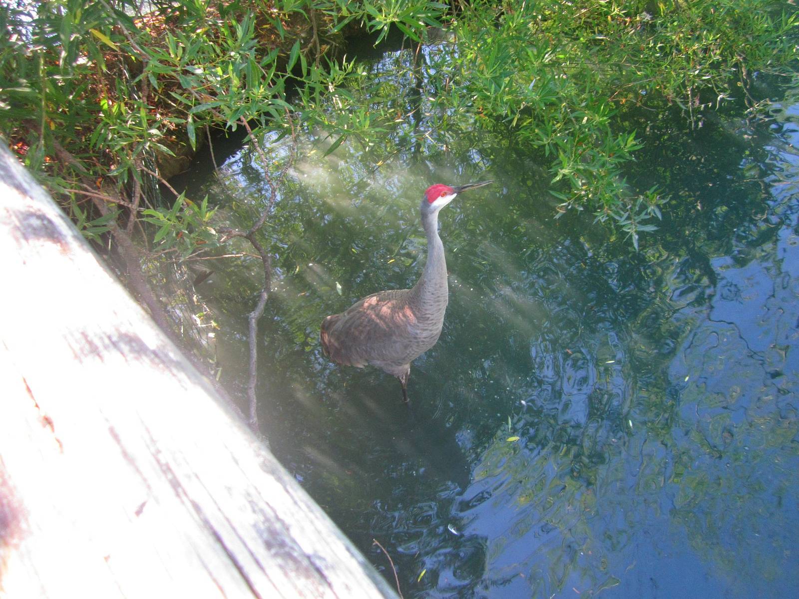 Jun. 2013 - Wetland Trail - Florida Sandhill Crane