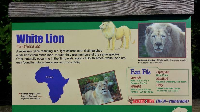 Jun. 2013 - White Lions of Timbavati