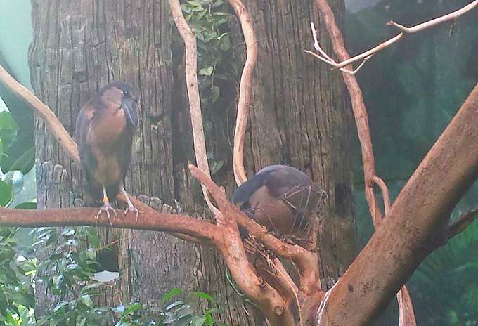 Jun. 2013 - Wings of the World - Boat-billed Herons