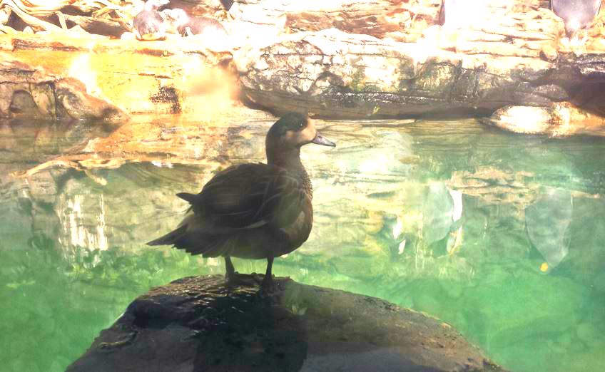 Jun. 2013 - Wings of the World - Chiloe Wigeon