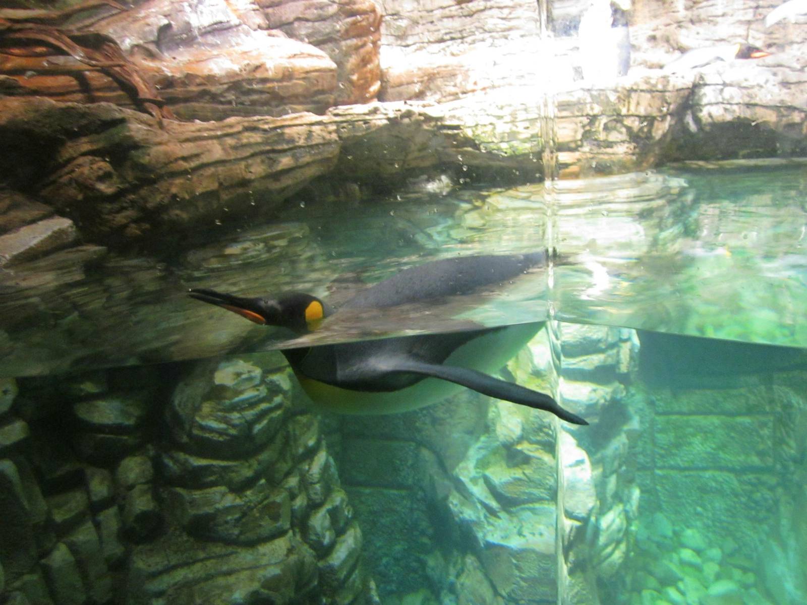 Jun. 2013 - Wings of the World - King Penguin