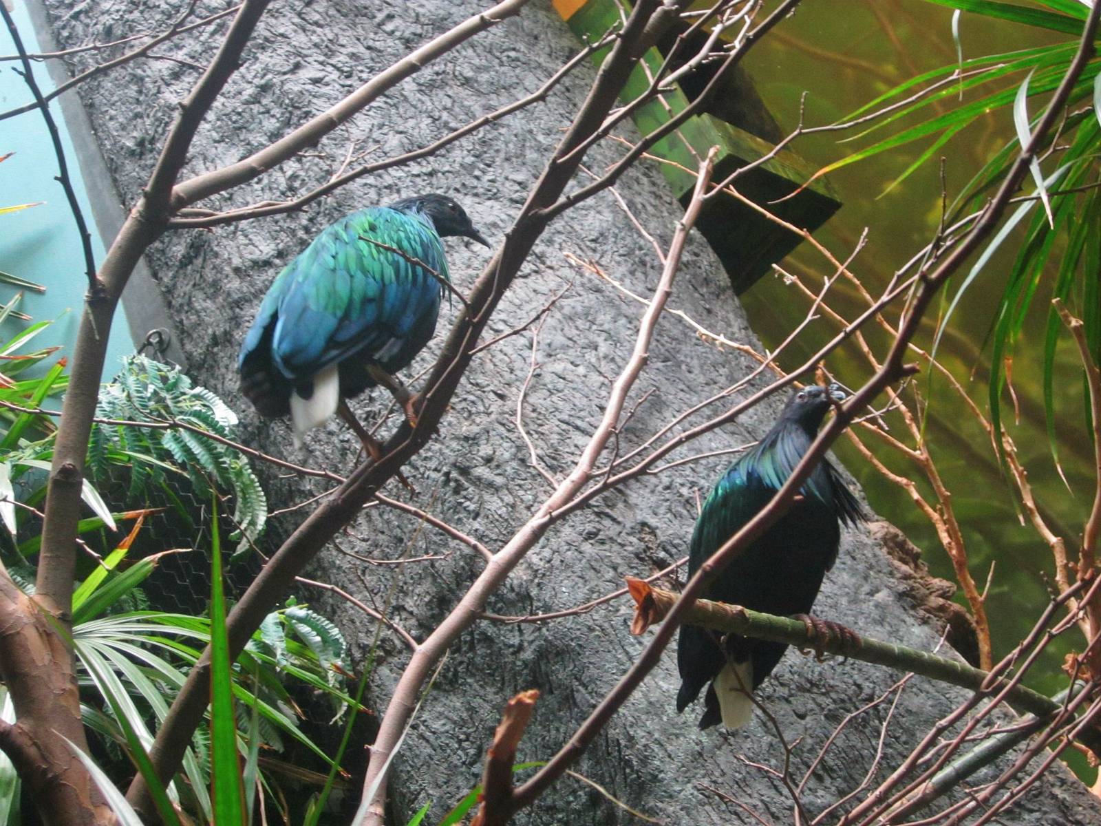 Jun. 2013 - Wings of the World - Nicobar Pigeons
