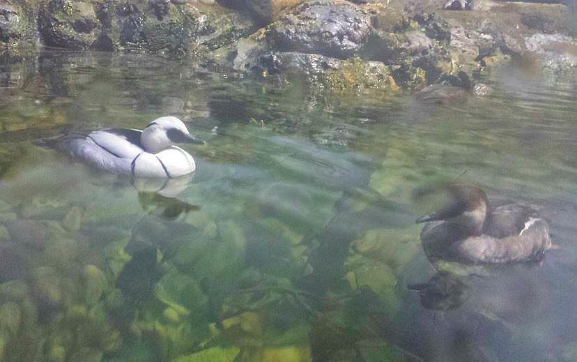 Jun. 2013 - Wings of the World - Smews