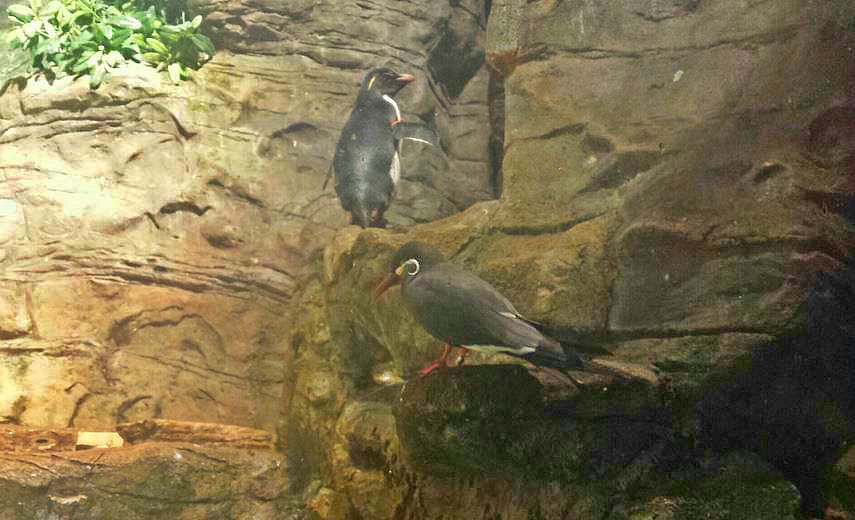Jun. 2013 - Wings of the World - Southern Rockhopper Penguin + Inca Tern