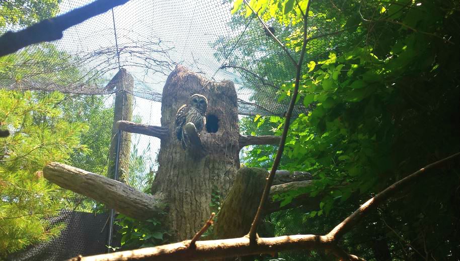 Jun. 2013 - Wolf Woods - Barred Owl