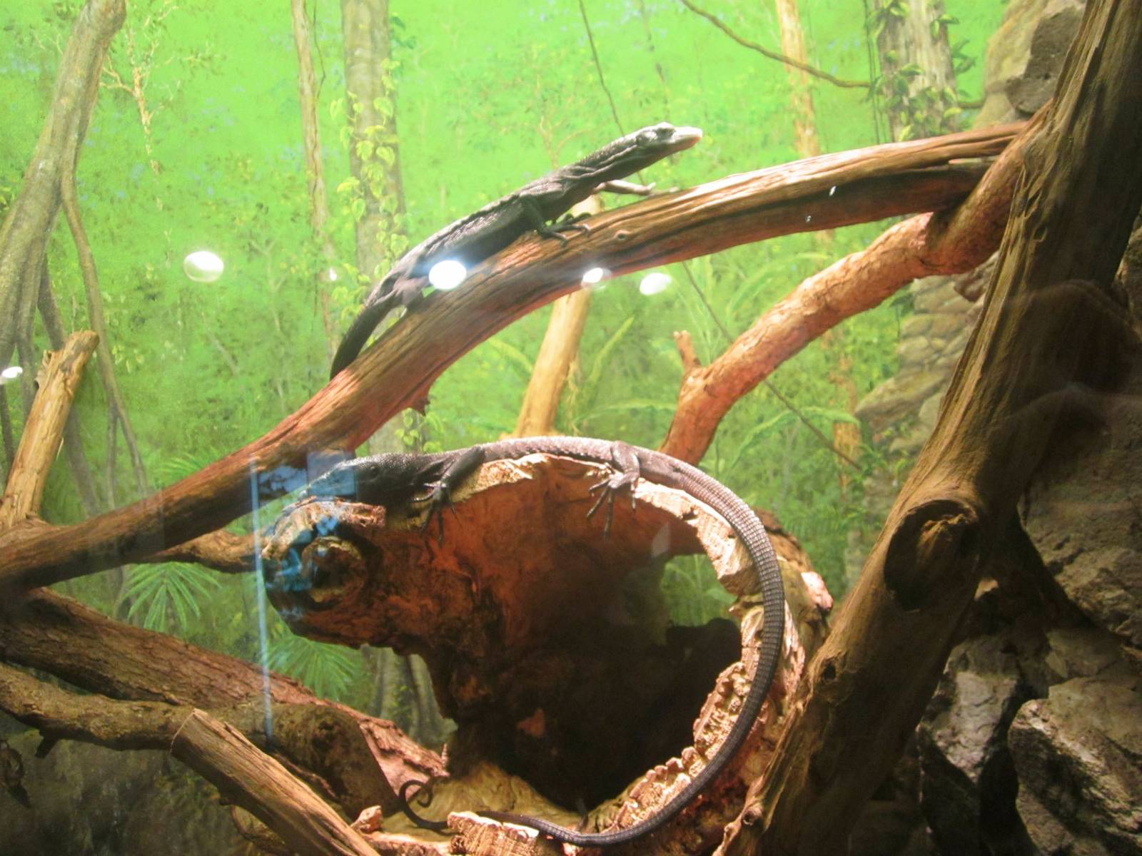 Jun. 2013 - World of the Insect - Black Tree Monitors