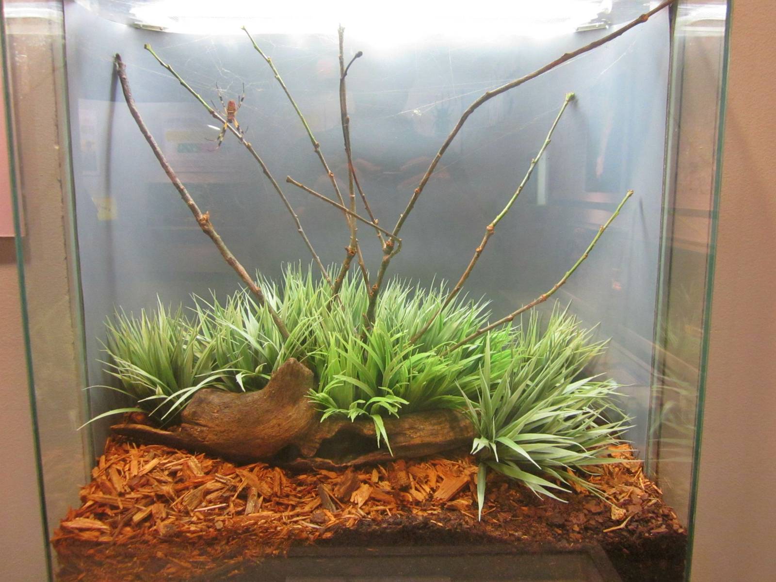 Jun. 2013 - World of the Insect - Florida Orb Weaver Spider Exhibit