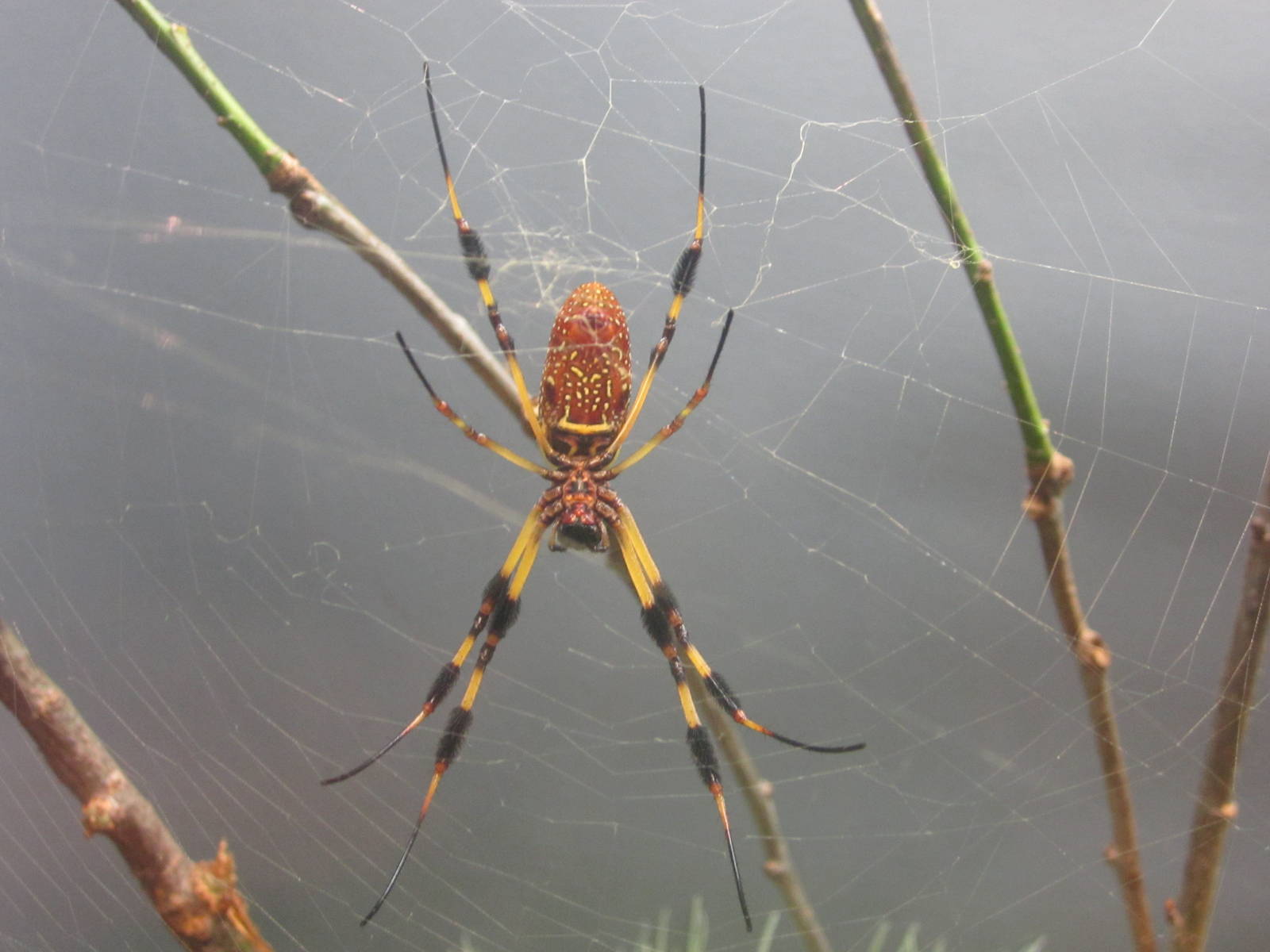 Jun. 2013 - World of the Insect - Florida Orb Weaver