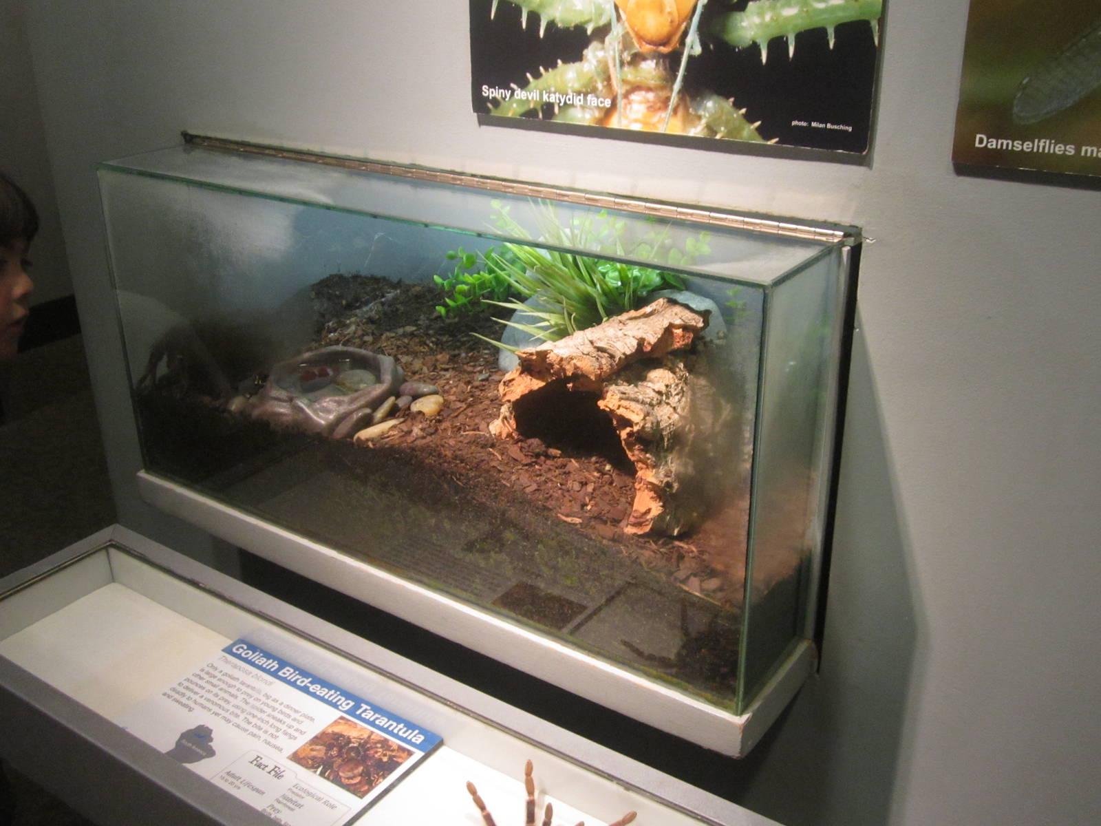 Jun. 2013 - World of the Insect - Goliath Bird-eater Tarantula Exhibit