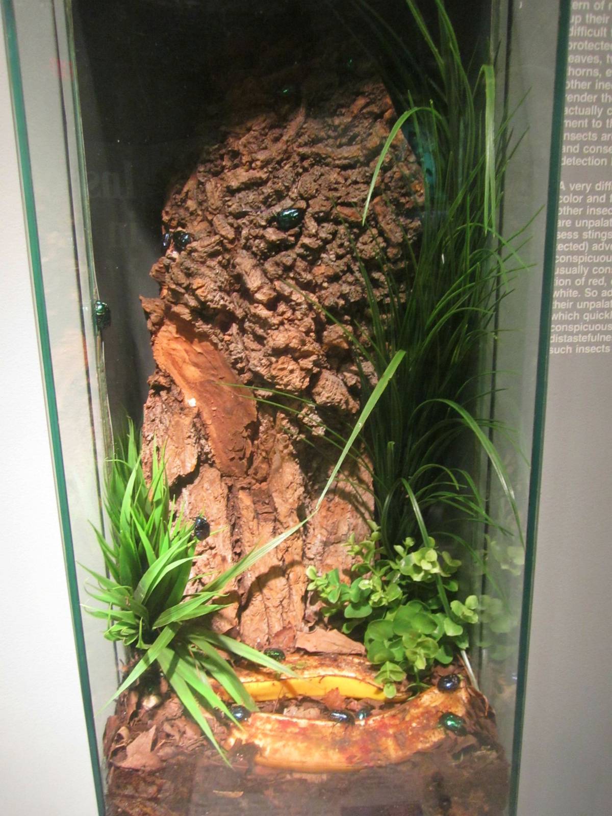 Jun. 2013 - World of the Insect - Tin Foil Beetle Exhibit