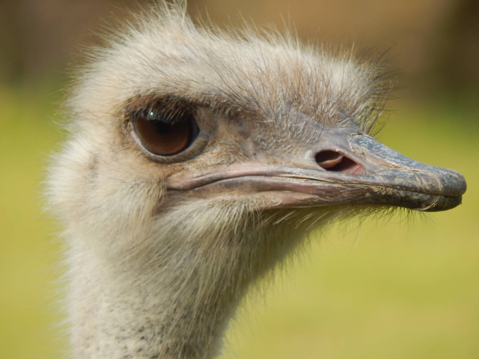 Jun. 2014 - Africa - African Plains (New 2014!) - Ostrich