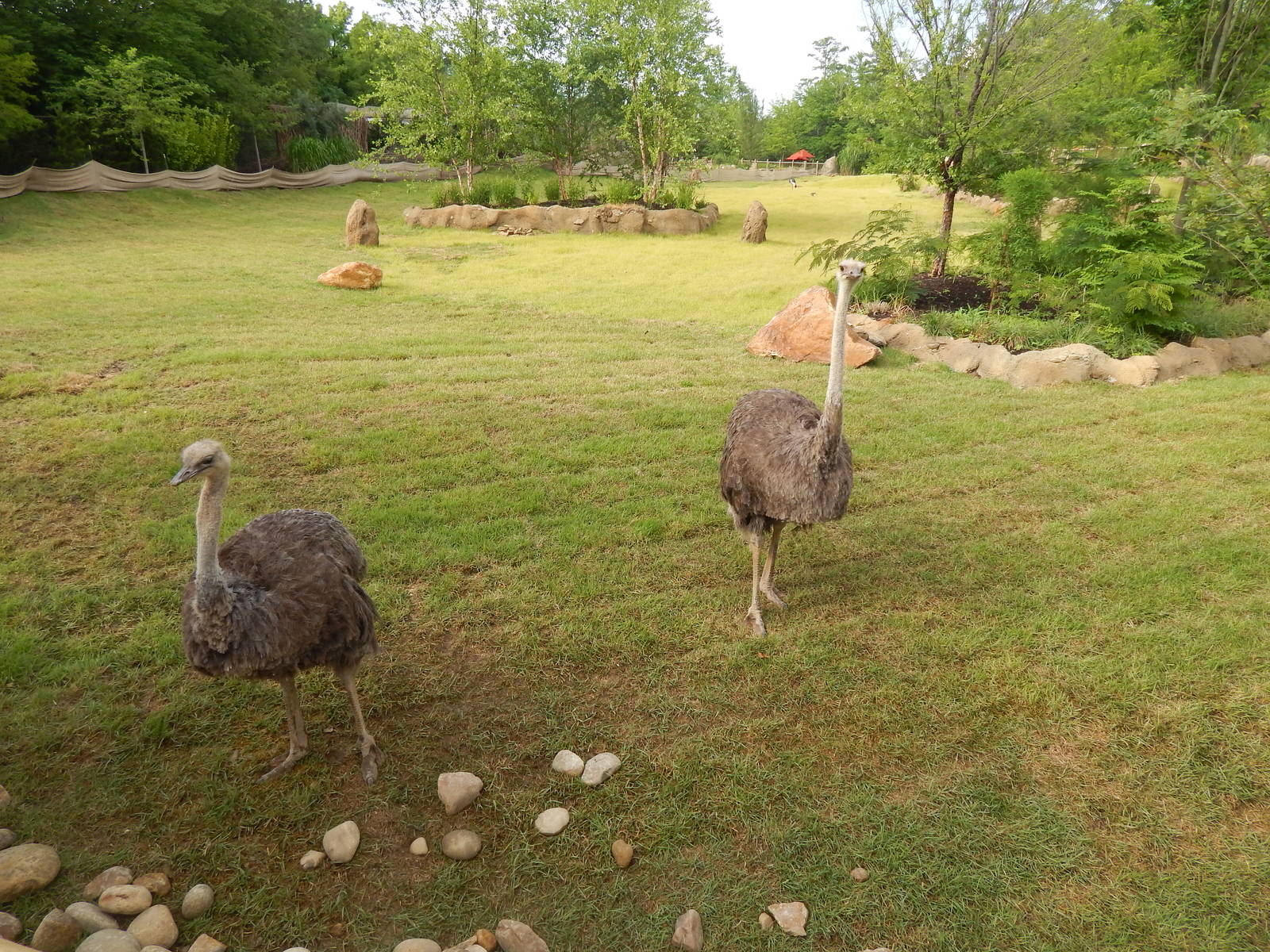 Jun. 2014 - Africa - African Plains (New 2014!) - Ostriches