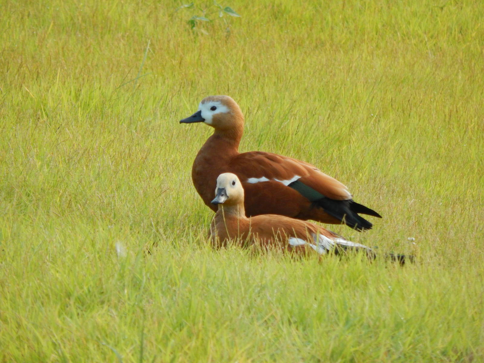 Jun. 2014 - Africa - African Plains (New 2014!) - Ruddy Shelducks