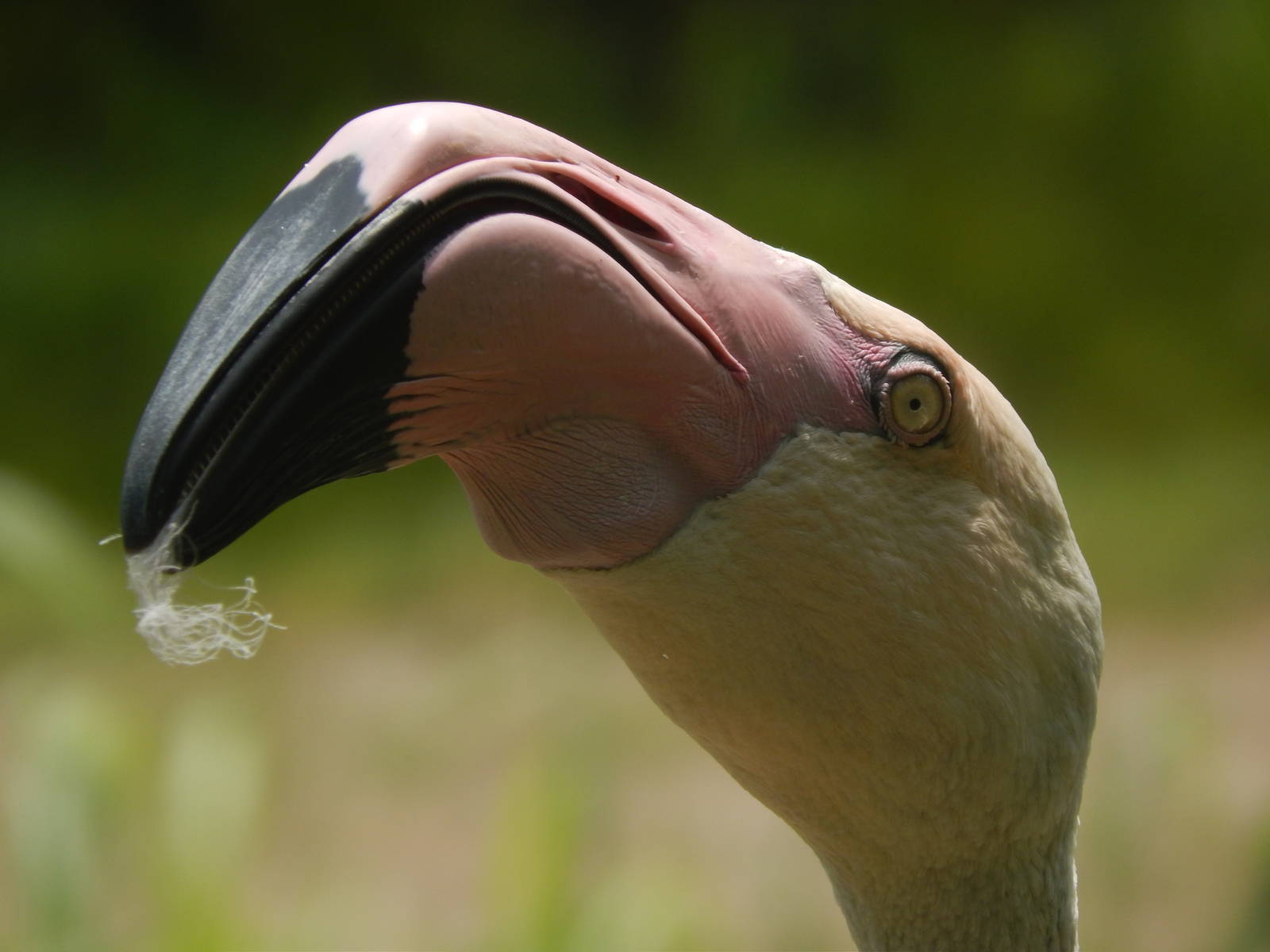 Jun. 2014 - Africa - Greater Flamingo