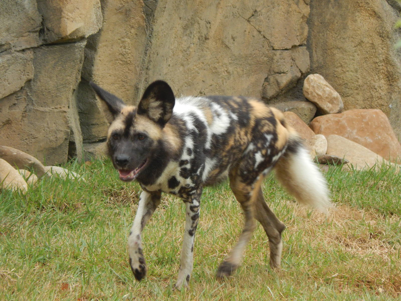 Jun. 2014 - Africa - Painted Dog Valley (New 2014!) - Imara