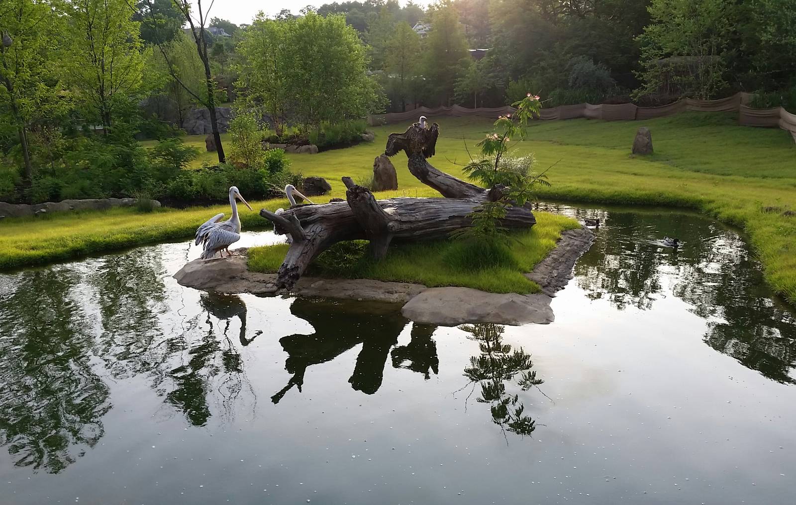 Jun. 2014 - Africa - Phase I (New 2014!) - African Plains - Pink-backed Pel