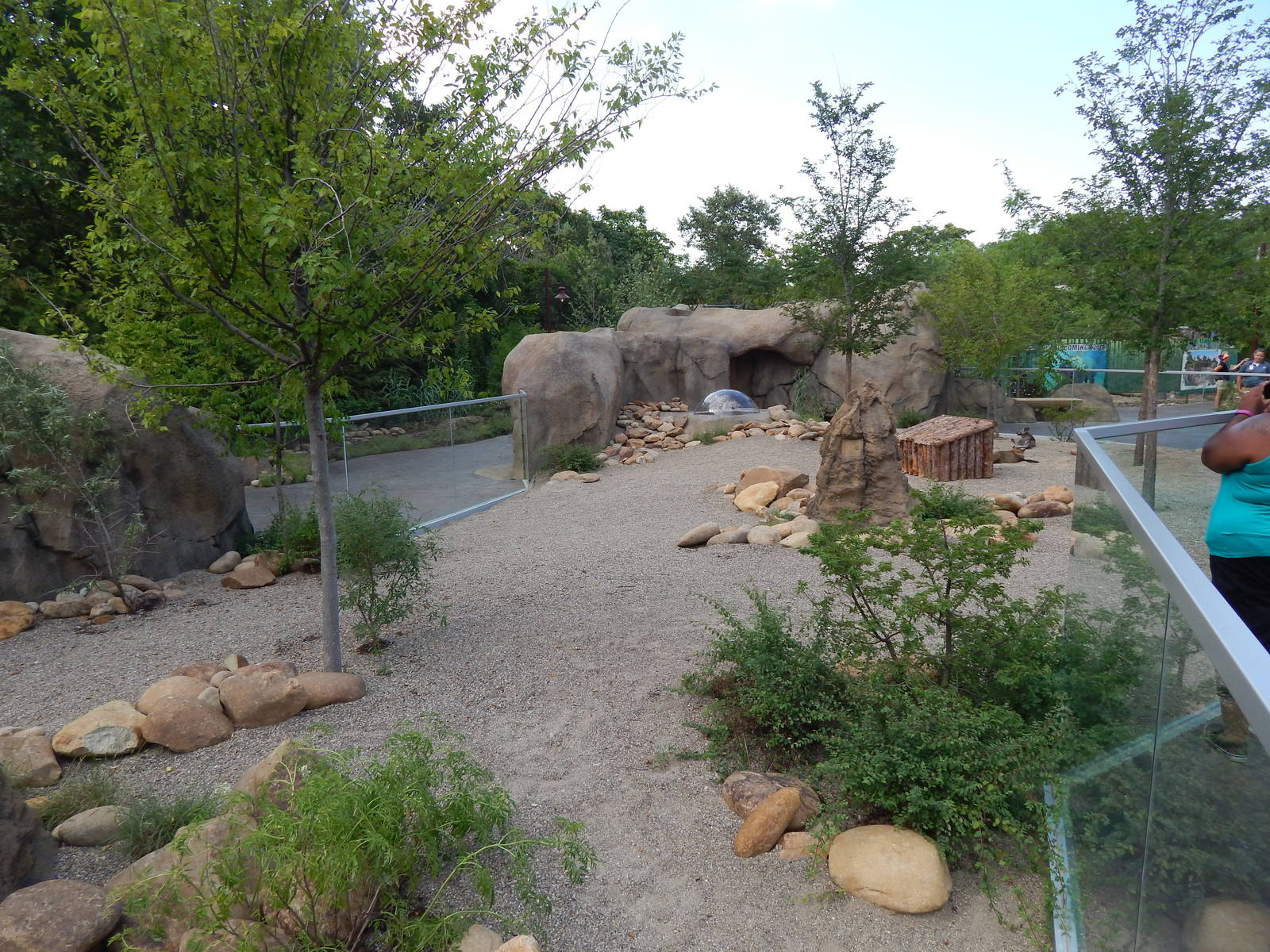 Jun. 2014 - Africa - Phase IV (New 2014!) - Bat-eared Fox Exhibit