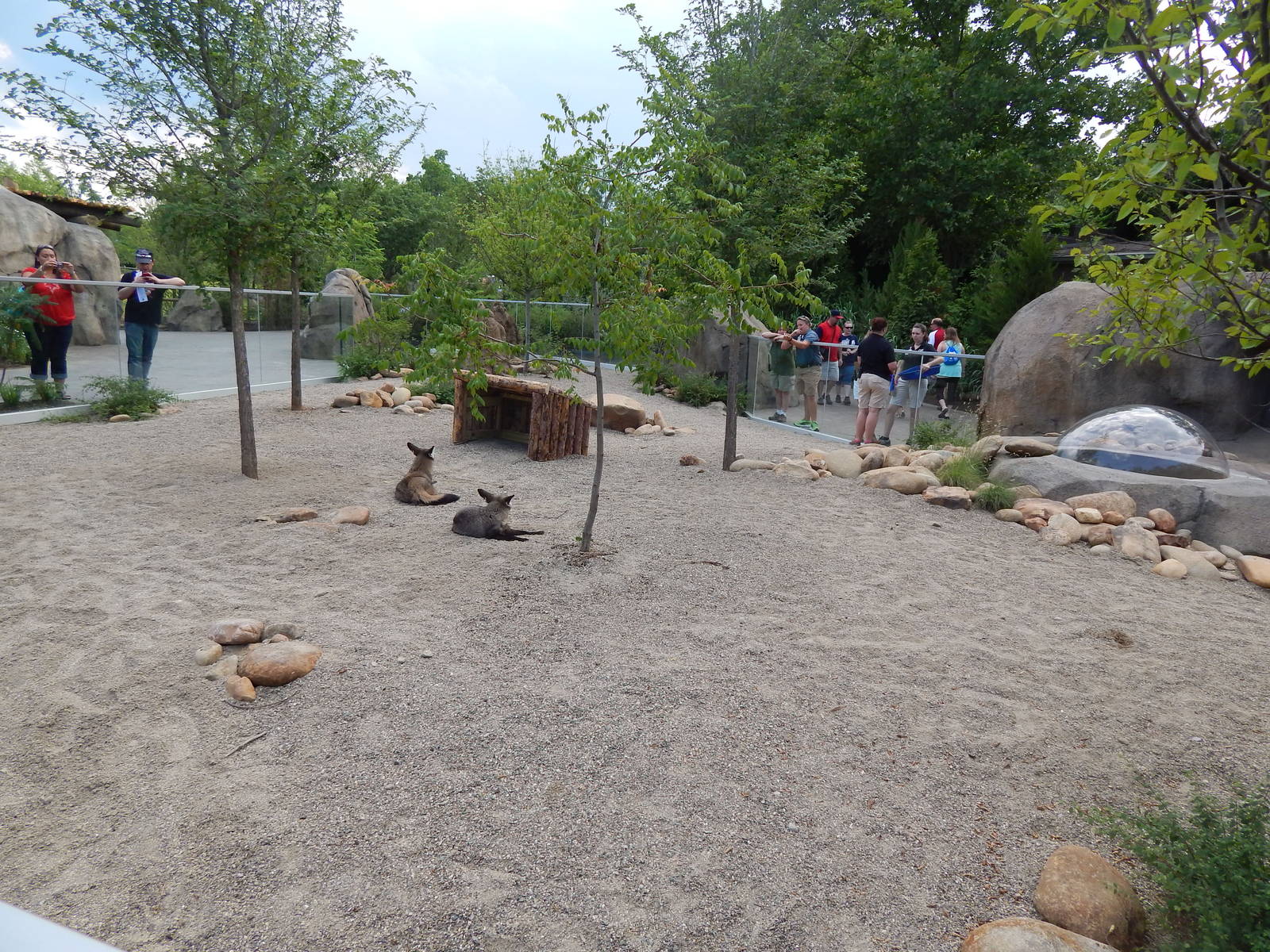 Jun. 2014 - Africa - Phase IV (New 2014!) - Bat-eared Fox Exhibit
