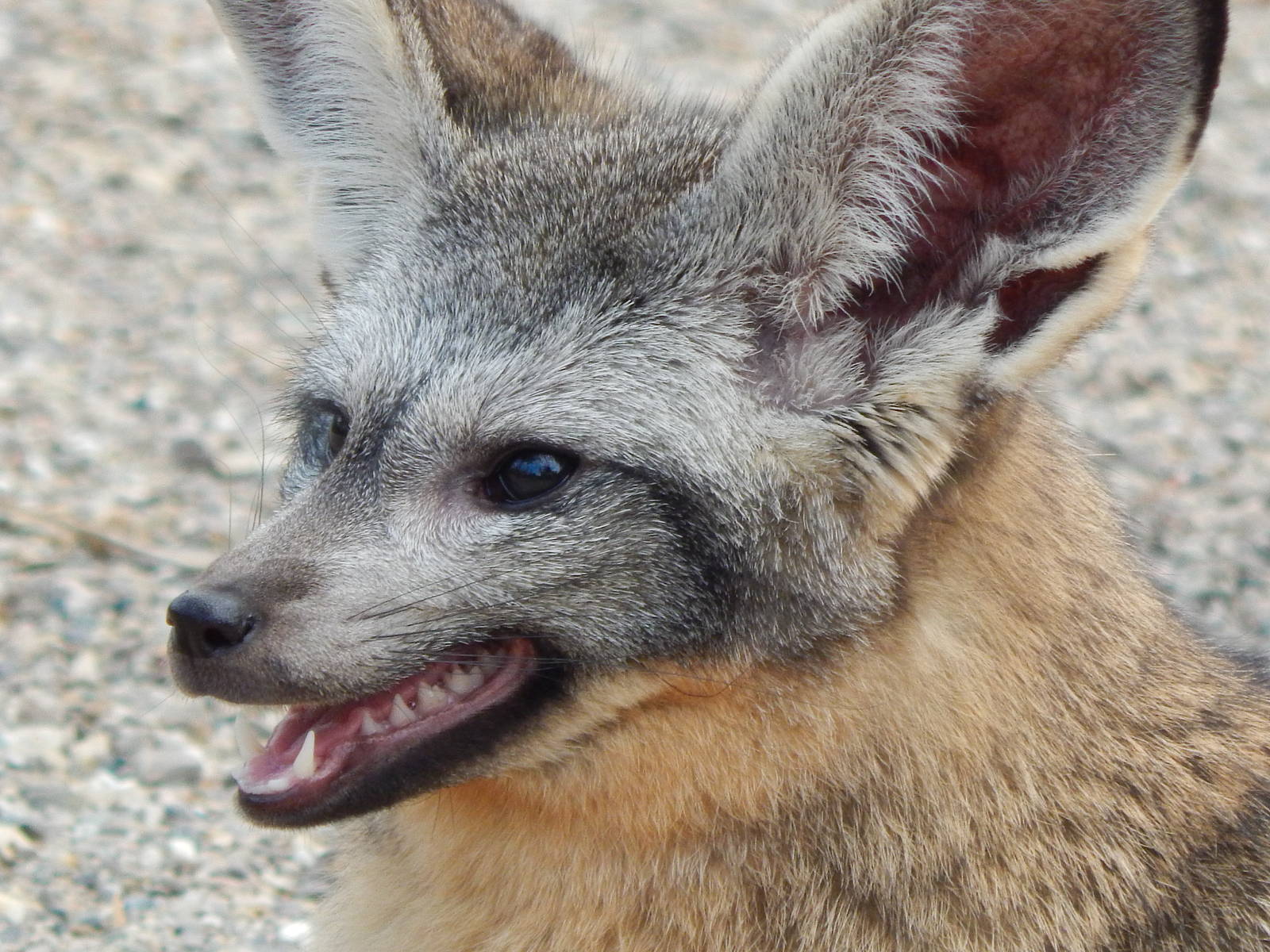 Jun. 2014 - Africa - Phase IV (New 2014!) - Bat-eared Fox