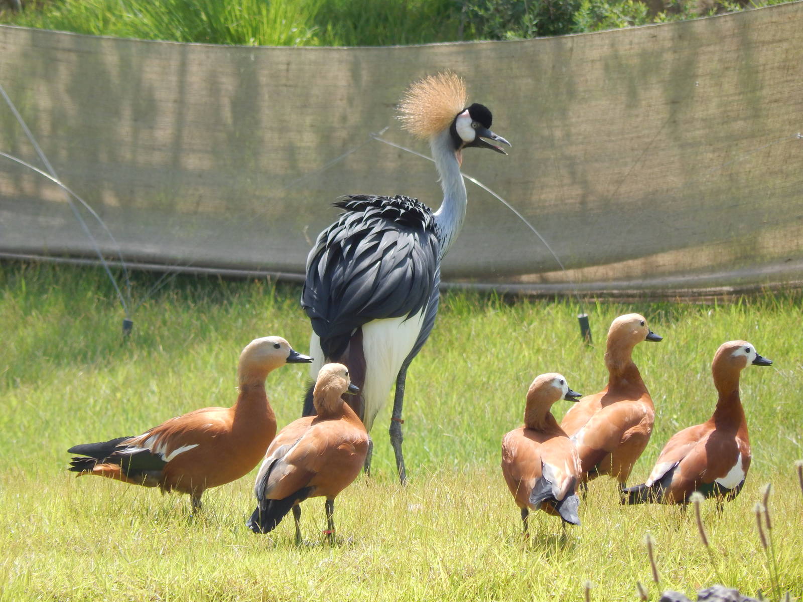 Jun. 2014 - Africa - Phase IV (New 2014!) - East African Crowned Crane + Ru