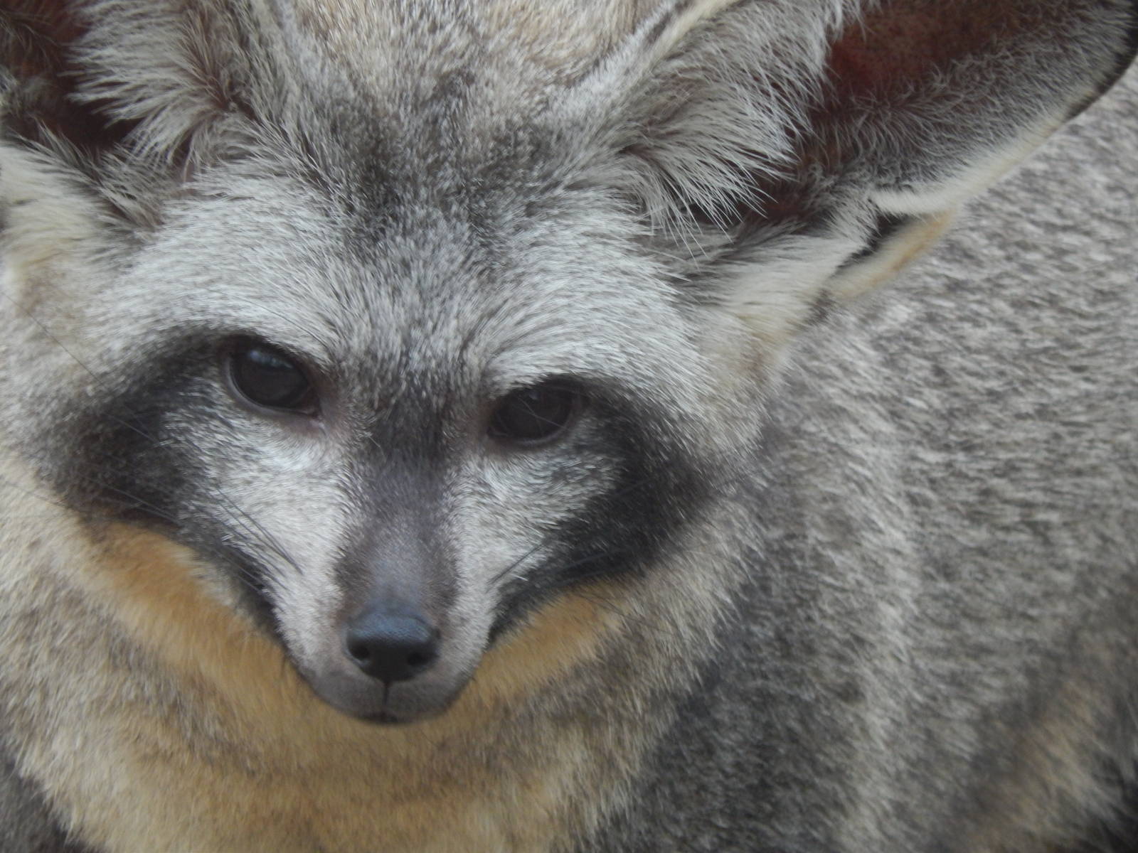 Jun. 2014 - Africa - Phase IV (New 2014!) - Frankie