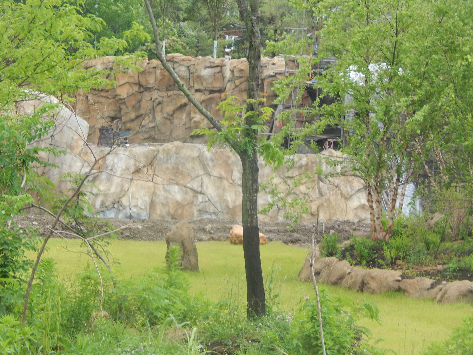 Jun. 2014 - Africa Update - African Wild Dog Exhibit (Finished Wall)