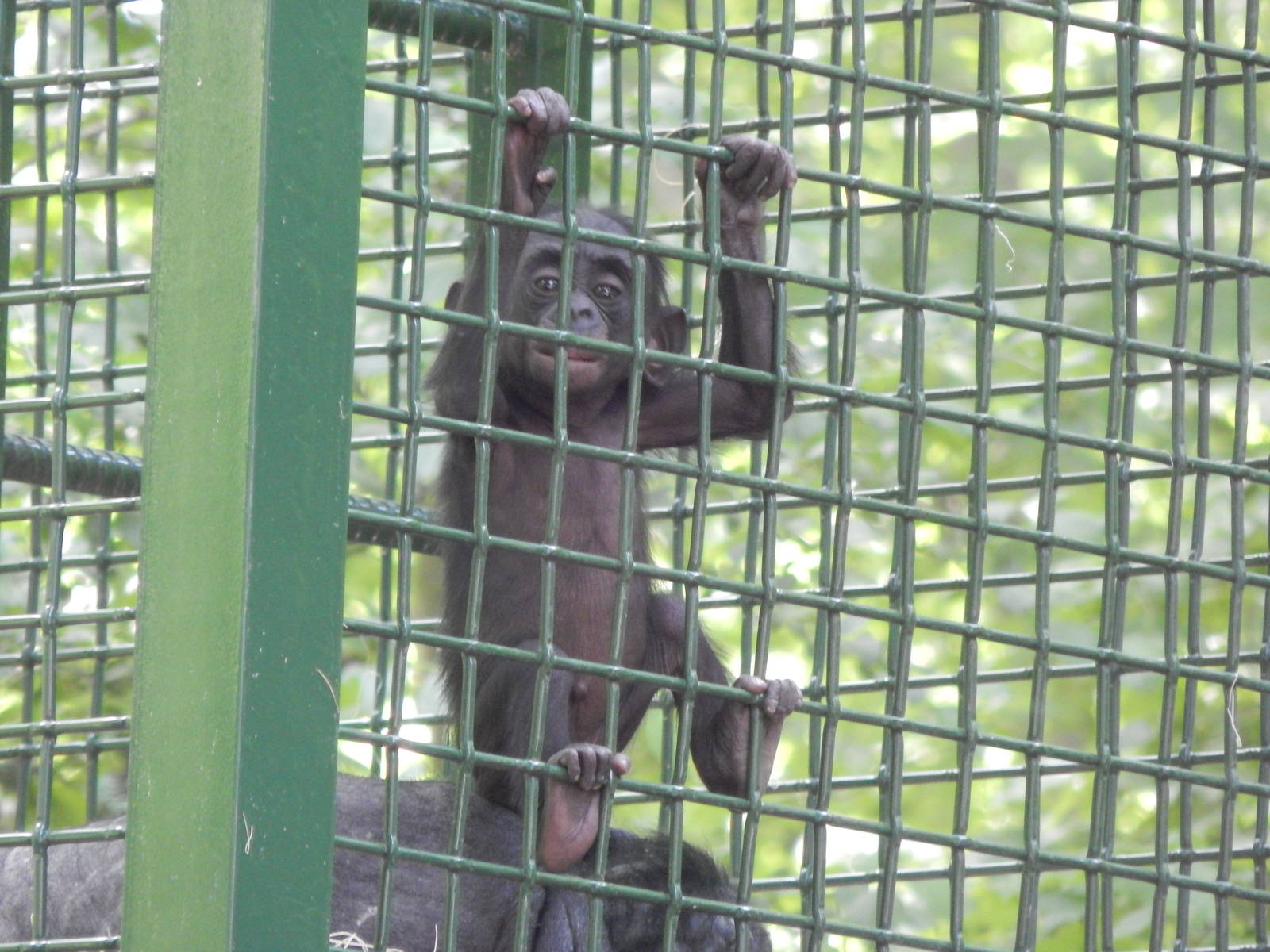 Jun. 2014 - Apes of Africa and Primates of the World - Baby Bonobo