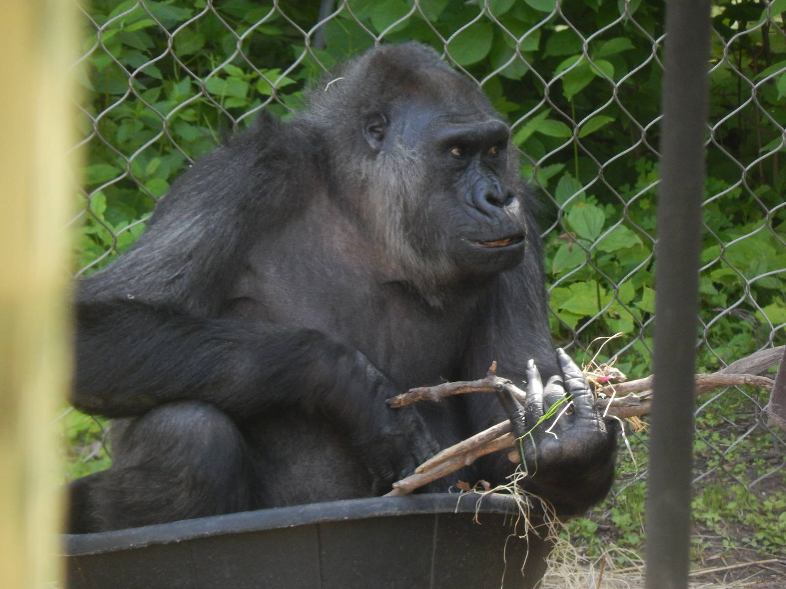 Jun. 2014 - Apes of Africa and Primates of the World - Famelle