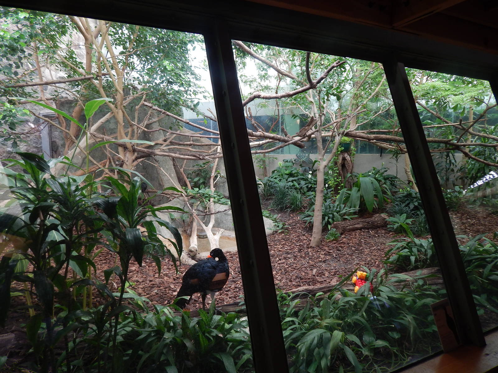 Jun. 2014 - Apes of Africa and Primates of the World - Goeldis Monkey + Wat