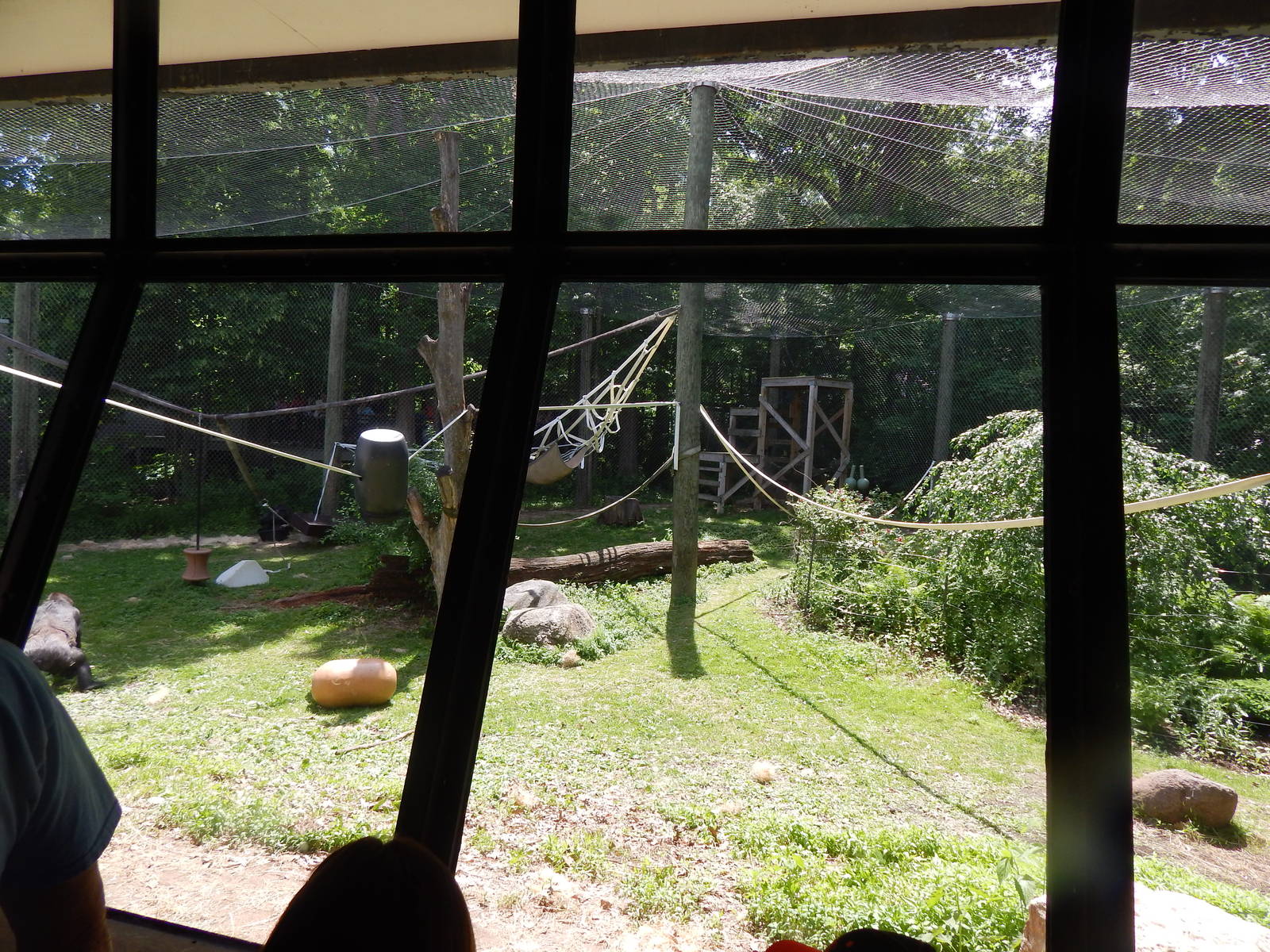 Jun. 2014 - Apes of Africa and Primates of the World - Gorilla Exhibit